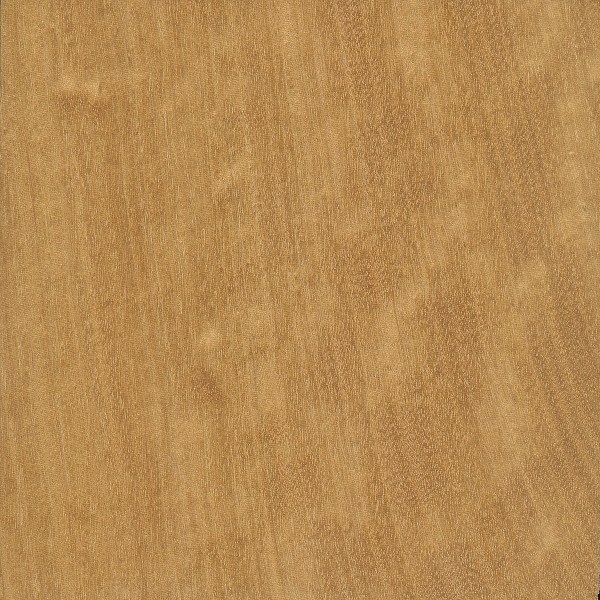 Satinwood